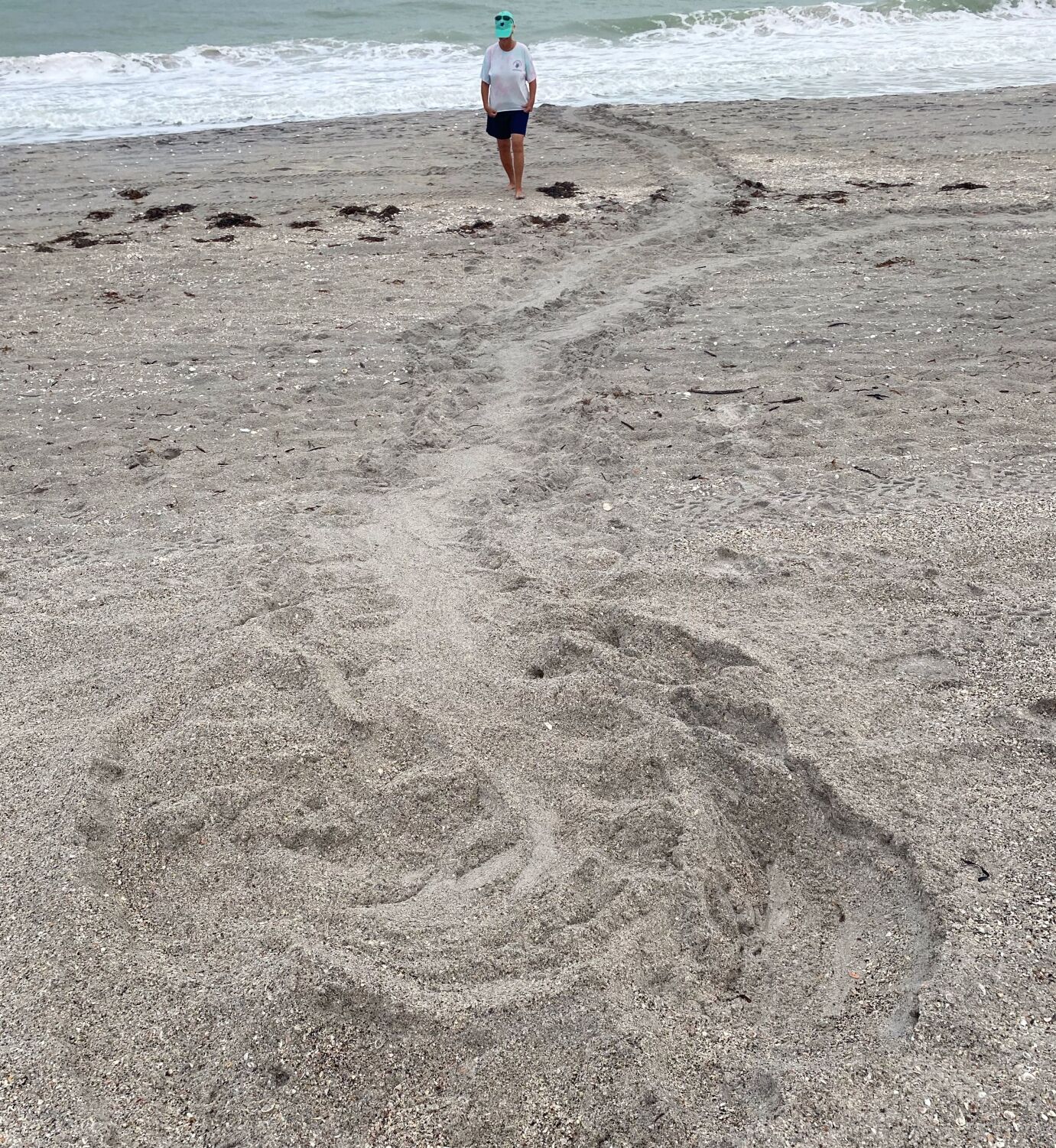 Turtle tracks